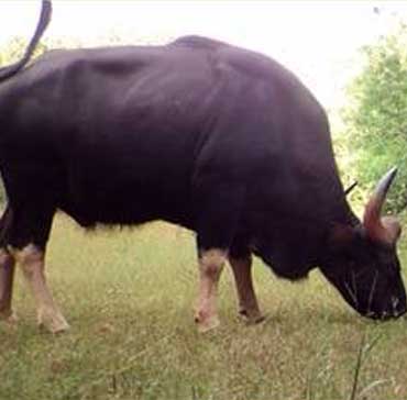 Indian Gaur